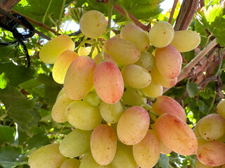 Grape harvest in Lachish district, Israel