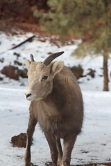 female bighorn sheep