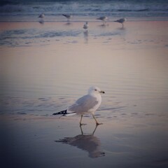 Seagull at the Beach
