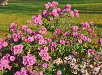 Ringelblumen im Beet im Hamburger Stadtpark