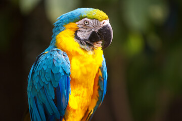 The stunning Blue-and-yellow Macaw showing off its vibrant colors under the warm skies. Every feather tells a story of the Amazon’s beauty and wild spirit. Manu National Park-Peru