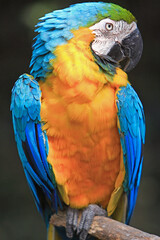 The stunning Blue-and-yellow Macaw showing off its vibrant colors under the warm skies. Every feather tells a story of the Amazon’s beauty and wild spirit. Manu National Park-Peru