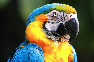 The stunning Blue-and-yellow Macaw showing off its vibrant colors under the warm skies. Every feather tells a story of the Amazon’s beauty and wild spirit. Manu National Park-Peru