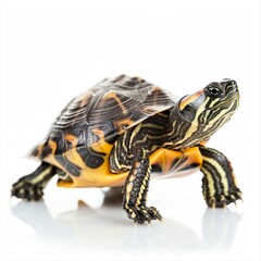 Fototapeta premium European Pond Turtle with striking dark shell is showcased against a pristine white background creating a vivid contrast that highlights its unique features and patterns.