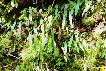 Narrow leaf plants grow on a damp eroded slope