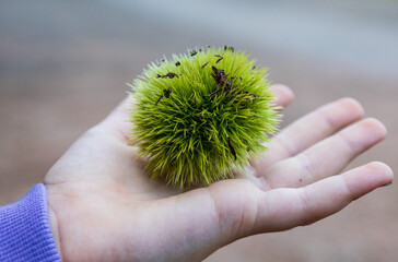 Fototapete bei efototapeten.de bestellen   