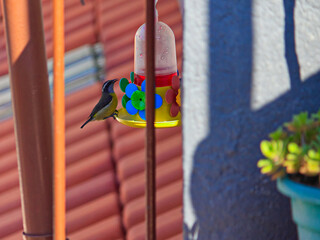 bird known as Bananaquit (Coereba flaveola), clinging to a plastic feeder placed on the roof, to sip its nectar.