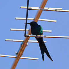 square image of a Swallow-tailed Hummingbird (Eupetomena macroura), perched alone on the rods of a TV antenna.