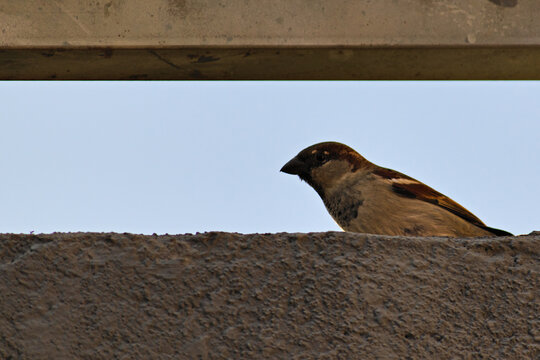 House Sparrow ( Passer domesticus ), perched between the top of a wall and a metal fence.