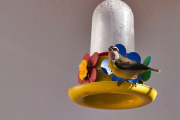bird known as Bananaquit (Coereba flaveola), clinging to a plastic feeder, while looking at the camera suspiciously.