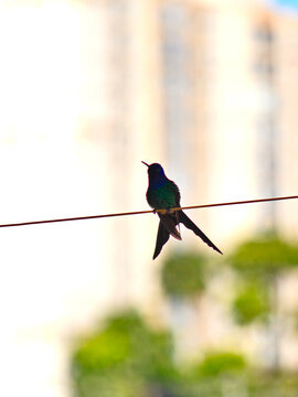 semi-silhouette of a hummingbird, which is balancing on a clothesline, with the shadow of a building in the background.