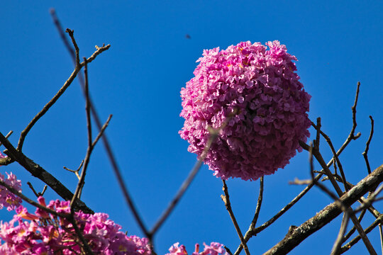 branch with a spherical cluster of purple ipe flowers, under a cloudless blue sky.