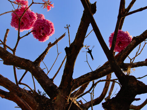 Small hummingbird circling among the branches of a flowering purple ipe tree, under a blue sky.