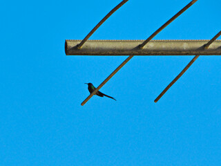 semi-silhouette of a Swallow-tailed Hummingbird (Eupetomena macroura), perched on the rods of a TV antenna, under a cloudless blue sky.