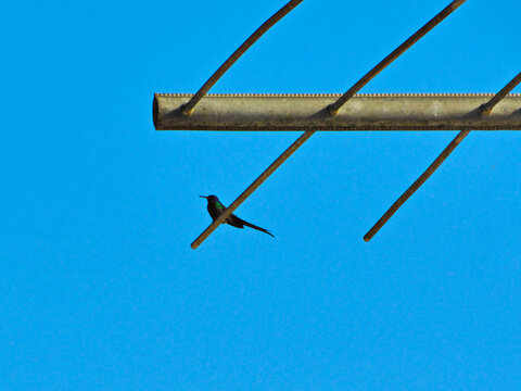 semi-silhouette of a Swallow-tailed Hummingbird (Eupetomena macroura), perched on the rods of a TV antenna, under a cloudless blue sky.