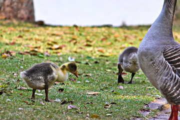two goose chicks pecking the lawn, next to an adult goose.