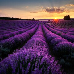 Rolling hills covered in vibrant lavender fields at sunrise