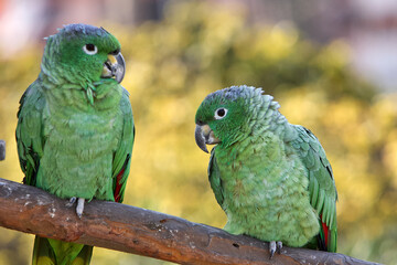 Green like the jungle, bold like the wild!  This stunning parrot blends in with the lush foliage, but its lively spirit stands out. Nature’s green gem. Manu National Park-Peru