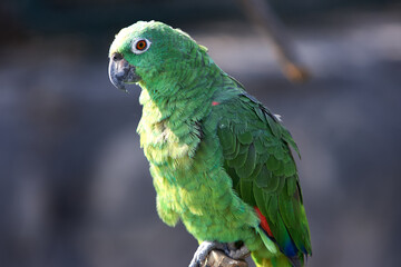 Obraz premium Green like the jungle, bold like the wild! This stunning parrot blends in with the lush foliage, but its lively spirit stands out. Nature’s green gem. Manu National Park-Peru
