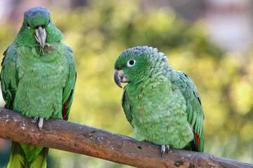 Green like the jungle, bold like the wild!  This stunning parrot blends in with the lush foliage, but its lively spirit stands out. Nature’s green gem. Manu National Park-Peru