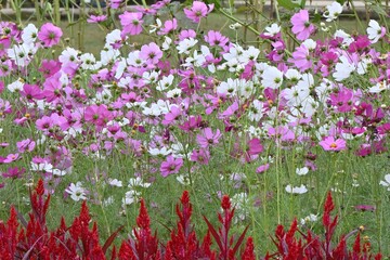 Cosmos flowers in full bloom. Autumn flower background material.