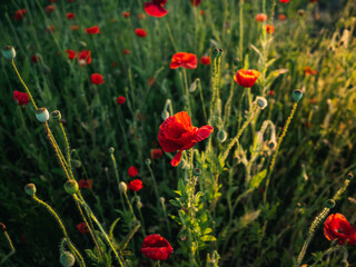 Poppy flowers
