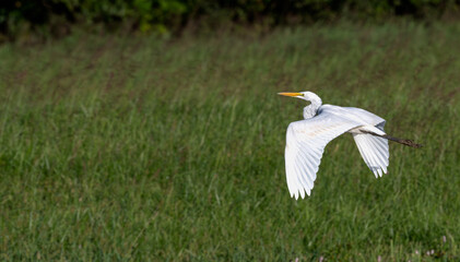 Closeup of a great egret, or white heron, in flight.