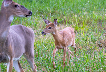 Fawn, baby deer, and its mother in a field.