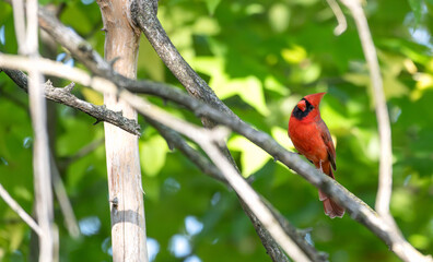 Closeup of a male northern cardinal perched in a tree.