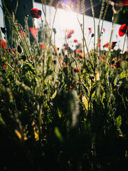 flowers in the garden