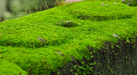 green moss plant on the ground