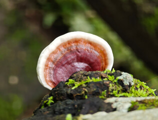 Mushrooms grow naturally on logs.