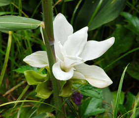 Fototapeta premium Wild orchids in the garden