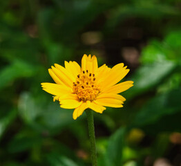 yellow flower in the garden