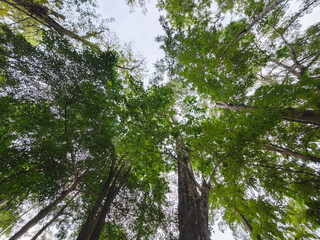Fototapeta premium Big tree in tropical forest