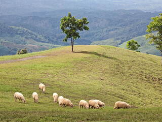 Obraz premium flock of sheep on the mountain