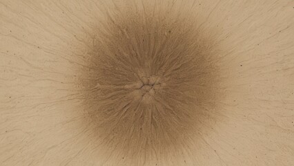 Stunning microscopic wood textures and 3D visualizations revealing the hidden beauty of natural wood structure. Perfect for scientific illustrations, artistic projects, and unique background designs