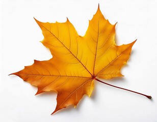 Obraz premium Yellow autumn maple leaves isolated on a white background