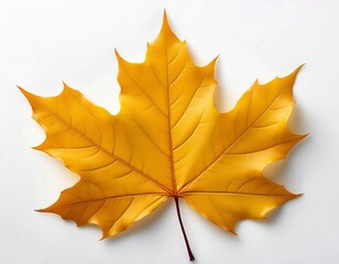 Obraz premium Yellow autumn maple leaves isolated on a white background