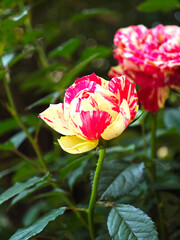 Fototapeta premium Double Delight Rose in the garden