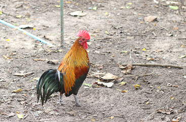 rooster is standing in the ground.