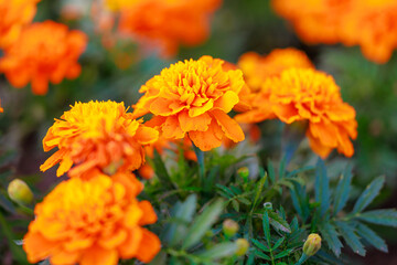 A bunch of orange flowers are in a garden