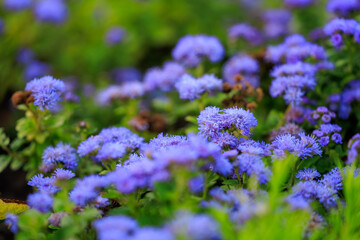 Obraz premium A field of blue flowers with a green background