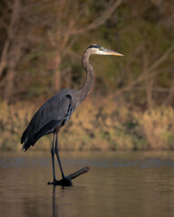 Great Blue Heron on a fall afternoon.