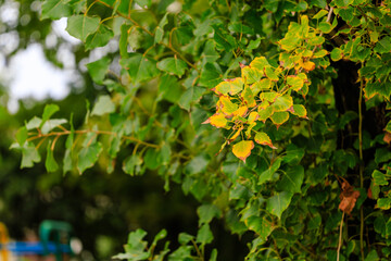 A tree with green leaves and yellow leaves