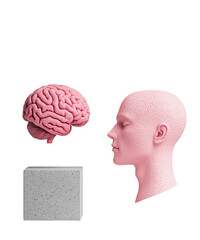 Pink brain model beside a human head and a geometric block.