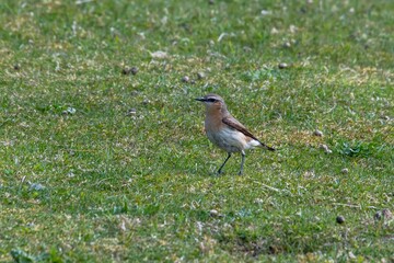 Chasco-cinzento (Oenanthe oenanthe) | Northern wheatear