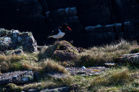 Piru-piru (Haematopus palliatus) | American Oystercatcher