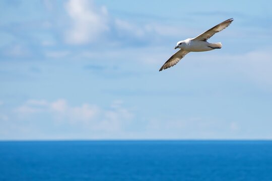 Pardela-branca (Fulmarus glacialis) | Northern fulmar