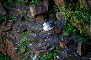 Pardela-branca (Fulmarus glacialis) | Northern fulmar